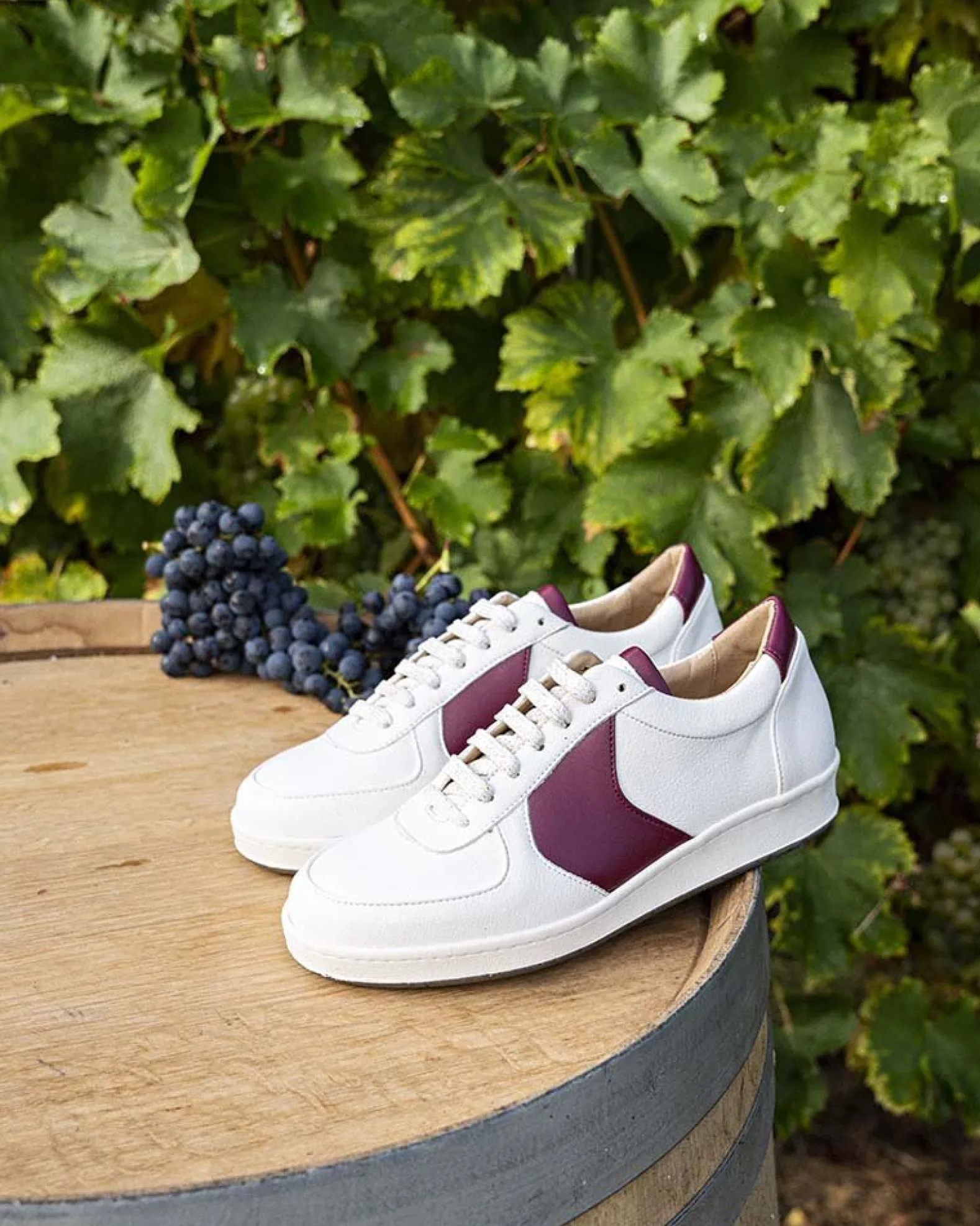 Cépage Merlot